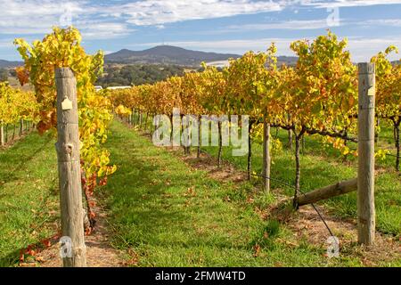 Weinberg in Orange, mit Blick auf den Berg Canobolis Stockfoto