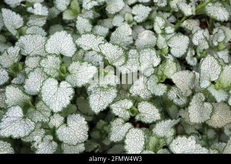 Lamium maculatum ‘Beacon Silver’ Leaves Only Spotted Deadnessel Beacon Silver – herzförmige, silbrig graue Blätter mit schmalen grünen Rändern Stockfoto