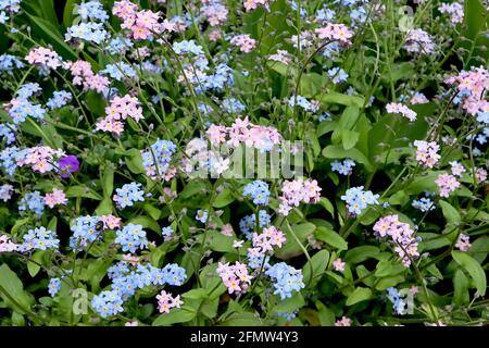 Myosotis alpestris ‘Rose’ pink alpenländisch forget-me-not Myosotis sylvatica ‘Blue’ blue wood forget-me-nots May, England, UK Stockfoto