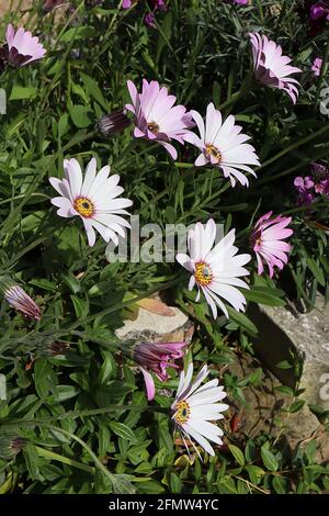 Osteospermum ecklonis ‘White Pink Blush’ African Daisy White Pink Blush – weiße und rosa Blüten mit gelbem Zentrum, Mai, England, Großbritannien Stockfoto