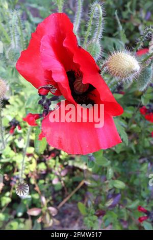 Papaver orientale var bracteatum großer scharlachroter Mohn – scharlachrote Blüten mit schwarzen Flecken, Mai, England, Großbritannien Stockfoto