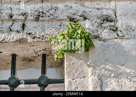 Grüne Pflanze wächst auf der Betonwand in der Nähe der Fenster im antiken Stil im Grabmal des Sultans von Hatice Turhan in istanbul Stockfoto