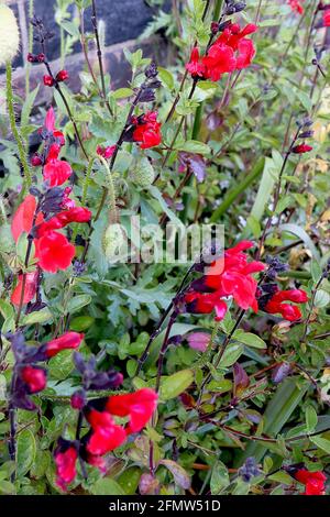 Salvia greggii ‘Royal Bumble’ Sage Royal Bumble – scharlachrote und tiefrosa Blüten auf schwarzen Stielen, Mai, England, Großbritannien Stockfoto