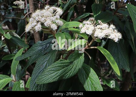 Viburnum rhytidophyllum Leatherleaf viburnum – gewölbte Büschel aus kleinen weißen Blüten und zerknitterten länglichen Blättern, Mai, England, Großbritannien Stockfoto