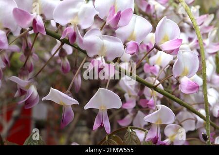 Wisteria floribunda Rosea ‘Hon-beni’ Japanische Glyzinie Hon-beni – weiße, pinkfarbene Blüten mit zentralem gelben Streifen und violetten Spitzen, Mai, England, Stockfoto