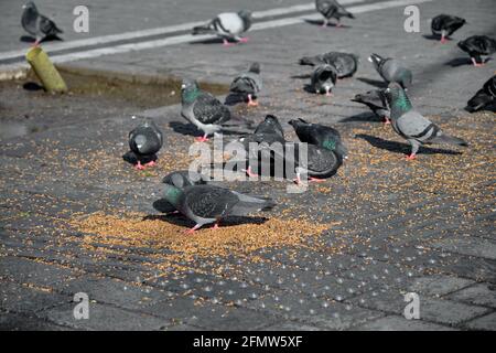 Viele Vögel, Tauben und Tauben mit bunten grünen und violetten Federn im Nacken auf den Vogelsamen und Lebensmitteln in beyazit istanbul. Stockfoto