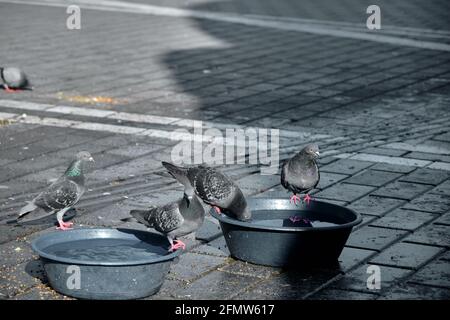 Viele Vögel, Tauben und Tauben mit bunten grünen und violetten Federn im Nacken auf den Vogelsamen und Lebensmitteln in beyazit istanbul. Stockfoto