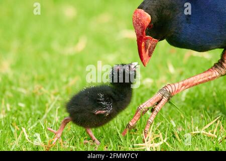 Pukeko Küken mit einem Elternteil Fütterung und Pflege Stockfoto