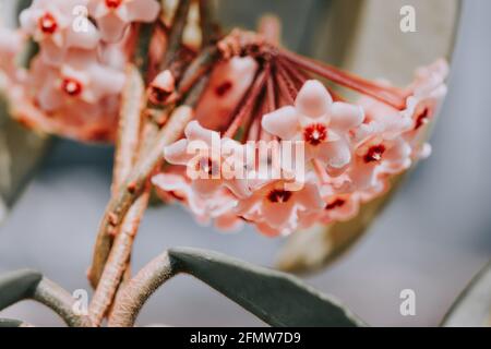 Nahaufnahme von sanften rosa-weißen Hoya-Carnosa-Blüten in einem Garten Stockfoto