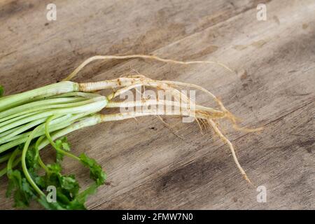 Grüner frischer Koriander mit Wurzeln auf Holztisch Stockfoto