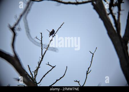 Stare, die an einem bewölkten Tag auf einem Ast stehen Stockfoto