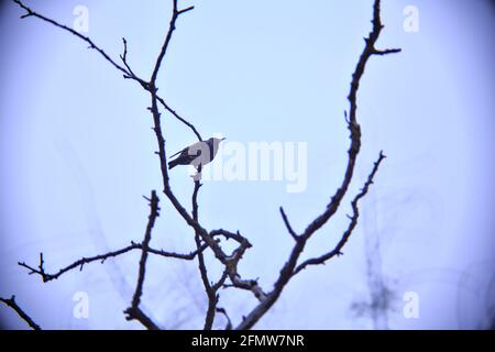 Stare, die an einem bewölkten Tag auf einem Ast stehen Stockfoto