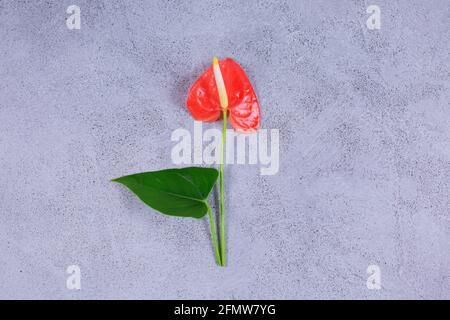 Anthurium Blume mit verlassen ist eine herzförmige Blume auf grauem Hintergrund. Flamingo Blume oder Boy Blume Pigtail Anthurium. Stockfoto
