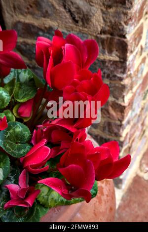 Aus der Nähe getopfte rote Cyclamen Stockfoto