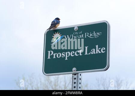 Barn Swallow sitzt auf dem Schild für Prospect Lake in Wheat Ridge Colorado an bewölktem regnerischen Tag Stockfoto