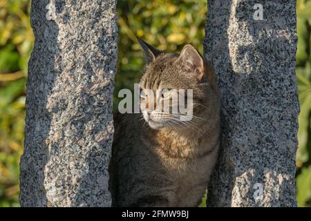 Katze aus der Nähe zwischen zwei Steinsäulen bei Sonnenuntergang gesehen Im Freien Stockfoto