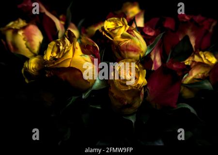 Bouquet von gelben und roten Rosen auf schwarzem Hintergrund Stockfoto