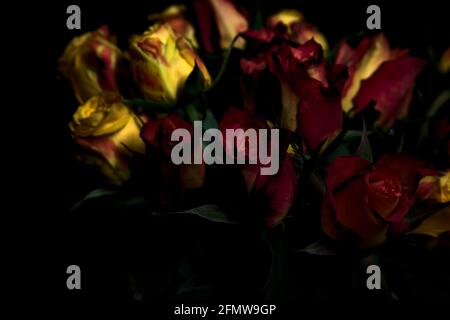 Bouquet von gelben und roten Rosen auf schwarzem Hintergrund Stockfoto