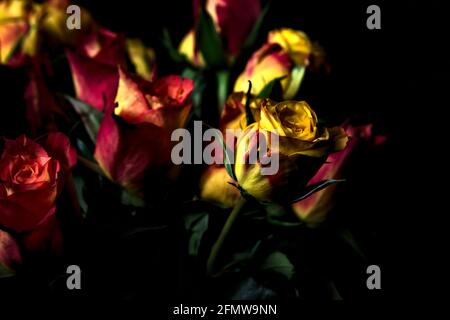 Bouquet von gelben und roten Rosen auf schwarzem Hintergrund Stockfoto