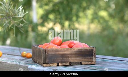 Reife rosa rote leckere große Tomaten in Holzkiste auf dem Tisch auf unscharfem natürlichen grünen Hintergrund. Ernte vom heimischen Garten oder Gewächshaus auf dem Bauernhof. Tom Stockfoto
