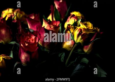 Bouquet von gelben und roten Rosen auf schwarzem Hintergrund Stockfoto