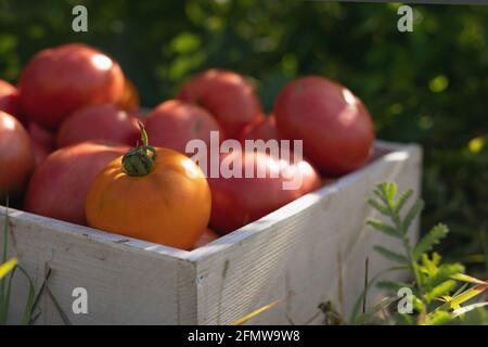 Selektiver Fokus von Rose köstliche reife große Tomaten in Holzkiste auf Gras auf unscharfen natürlichen Hintergrund. Frisch gepflückt aus dem heimischen Garten Stockfoto