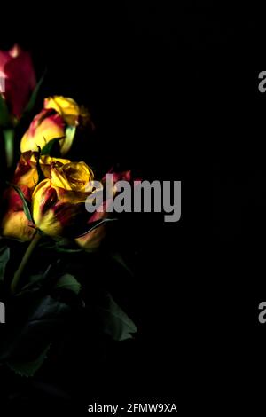 Bouquet von gelben und roten Rosen auf schwarzem Hintergrund Stockfoto