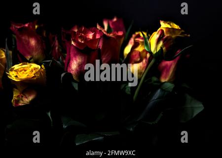 Bouquet von gelben und roten Rosen auf schwarzem Hintergrund Stockfoto