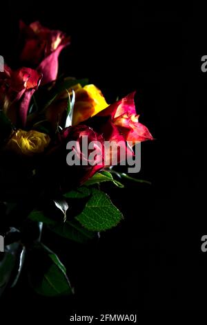 Bouquet von gelben und roten Rosen auf schwarzem Hintergrund Stockfoto