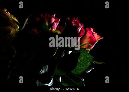 Bouquet von gelben und roten Rosen auf schwarzem Hintergrund Stockfoto