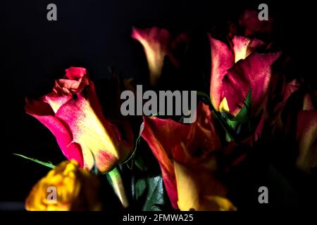 Bouquet von gelben und roten Rosen auf schwarzem Hintergrund Stockfoto