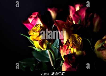 Bouquet von gelben und roten Rosen auf schwarzem Hintergrund Stockfoto