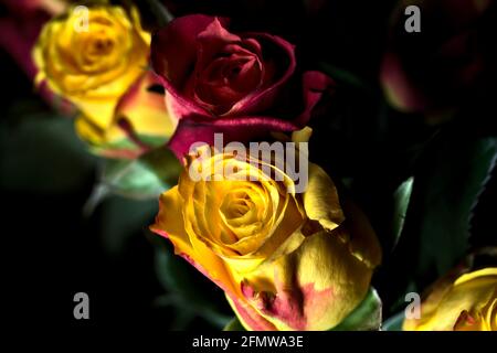 Bouquet von gelben und roten Rosen auf schwarzem Hintergrund Stockfoto