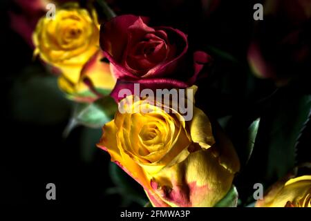 Bouquet von gelben und roten Rosen auf schwarzem Hintergrund Stockfoto