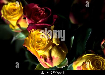 Bouquet von gelben und roten Rosen auf schwarzem Hintergrund Stockfoto
