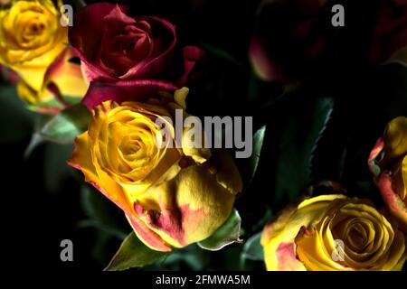 Bouquet von gelben und roten Rosen auf schwarzem Hintergrund Stockfoto