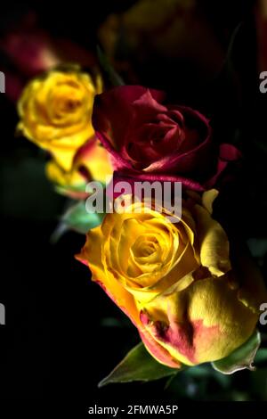 Bouquet von gelben und roten Rosen auf schwarzem Hintergrund Stockfoto