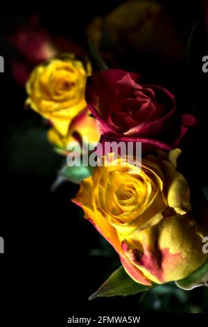 Bouquet von gelben und roten Rosen auf schwarzem Hintergrund Stockfoto
