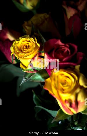Bouquet von gelben und roten Rosen auf schwarzem Hintergrund Stockfoto