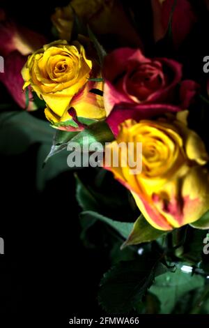 Bouquet von gelben und roten Rosen auf schwarzem Hintergrund Stockfoto