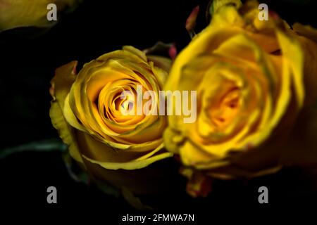 Bouquet von gelben und roten Rosen auf schwarzem Hintergrund Stockfoto