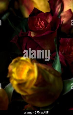 Bouquet von gelben und roten Rosen auf schwarzem Hintergrund Stockfoto