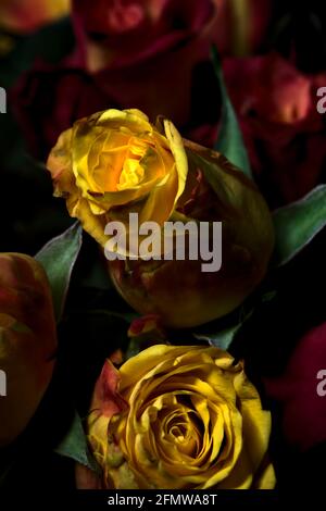 Bouquet von gelben und roten Rosen auf schwarzem Hintergrund Stockfoto
