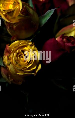 Bouquet von gelben und roten Rosen auf schwarzem Hintergrund Stockfoto