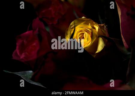 Bouquet von gelben und roten Rosen auf schwarzem Hintergrund Stockfoto
