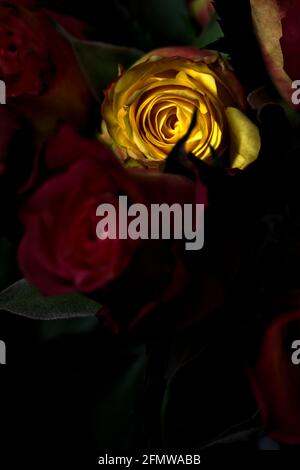 Bouquet von gelben und roten Rosen auf schwarzem Hintergrund Stockfoto