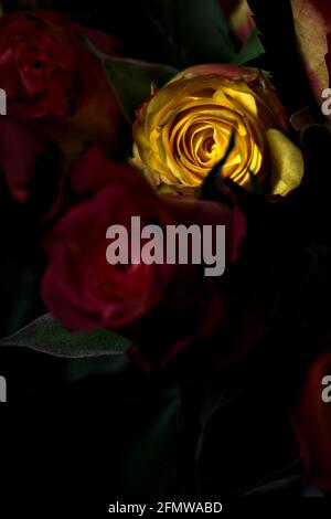 Bouquet von gelben und roten Rosen auf schwarzem Hintergrund Stockfoto