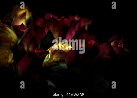 Bouquet von gelben und roten Rosen auf schwarzem Hintergrund Stockfoto