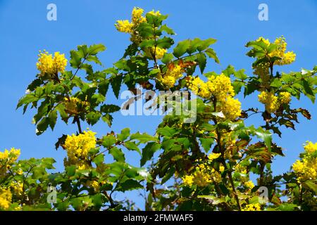 Oregon Grape Mahonia aquifolium Apollo blühender Strauch Stockfoto