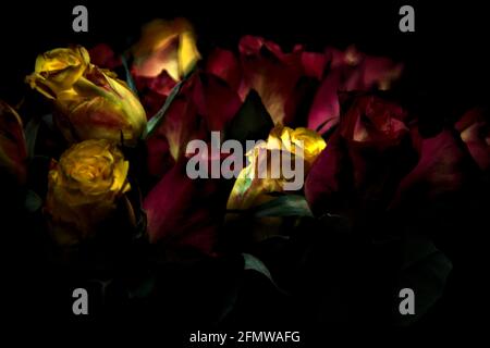 Bouquet von gelben und roten Rosen auf schwarzem Hintergrund Stockfoto